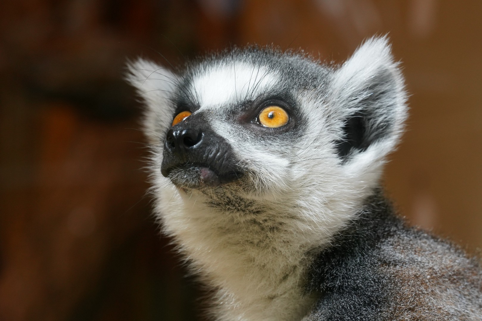 Responsive image
